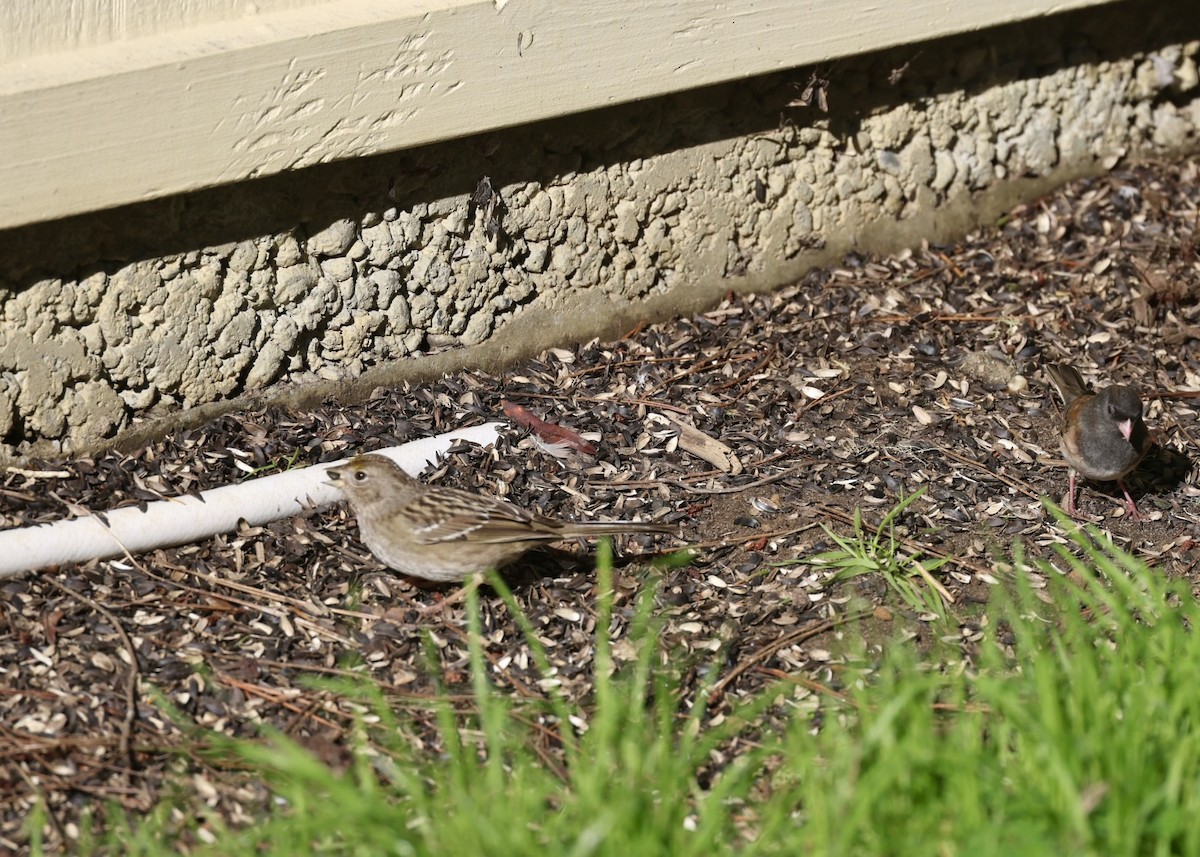 gulkronespurv - ML647852182