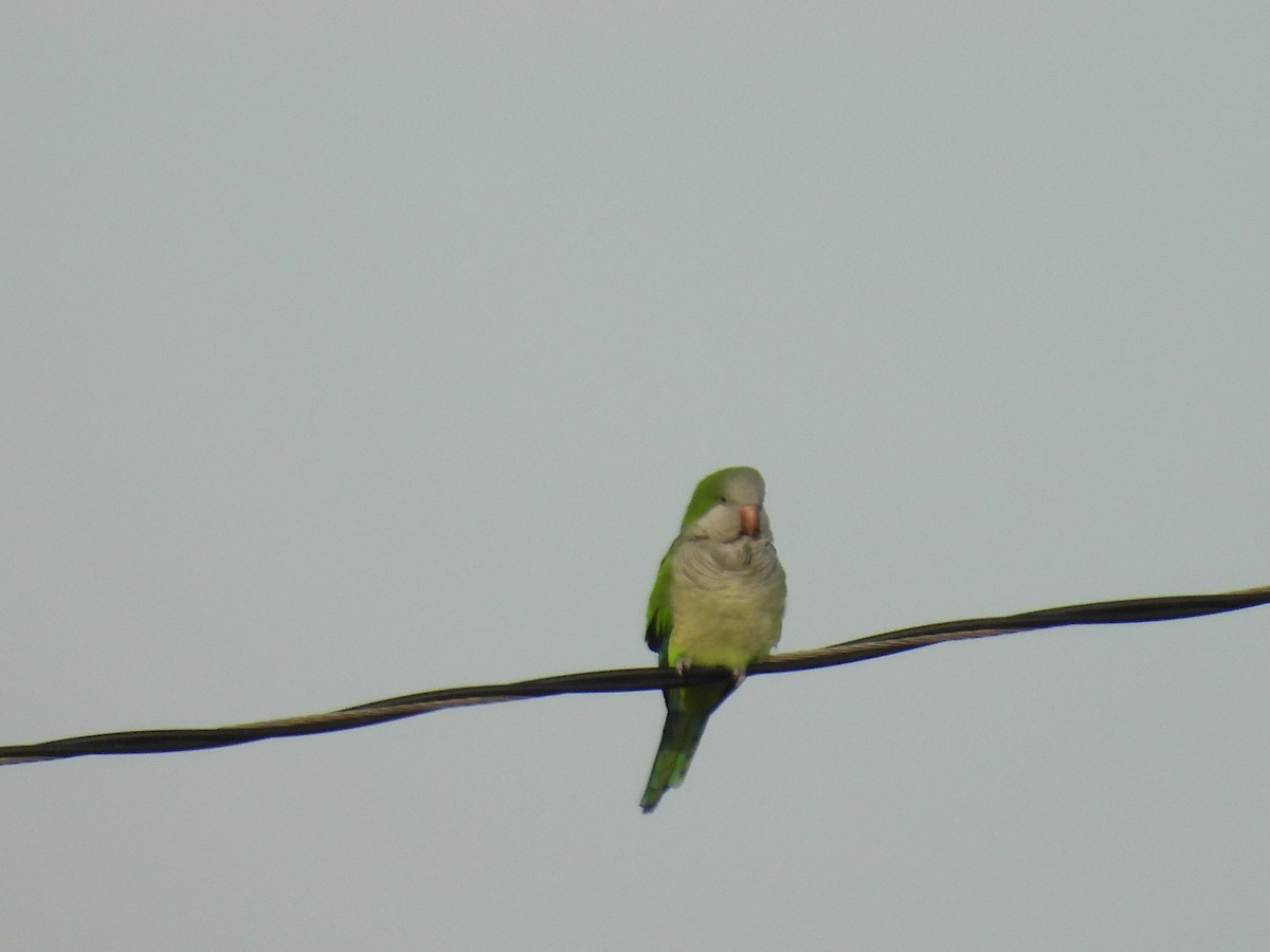 Калита сіроволий - ML647852198