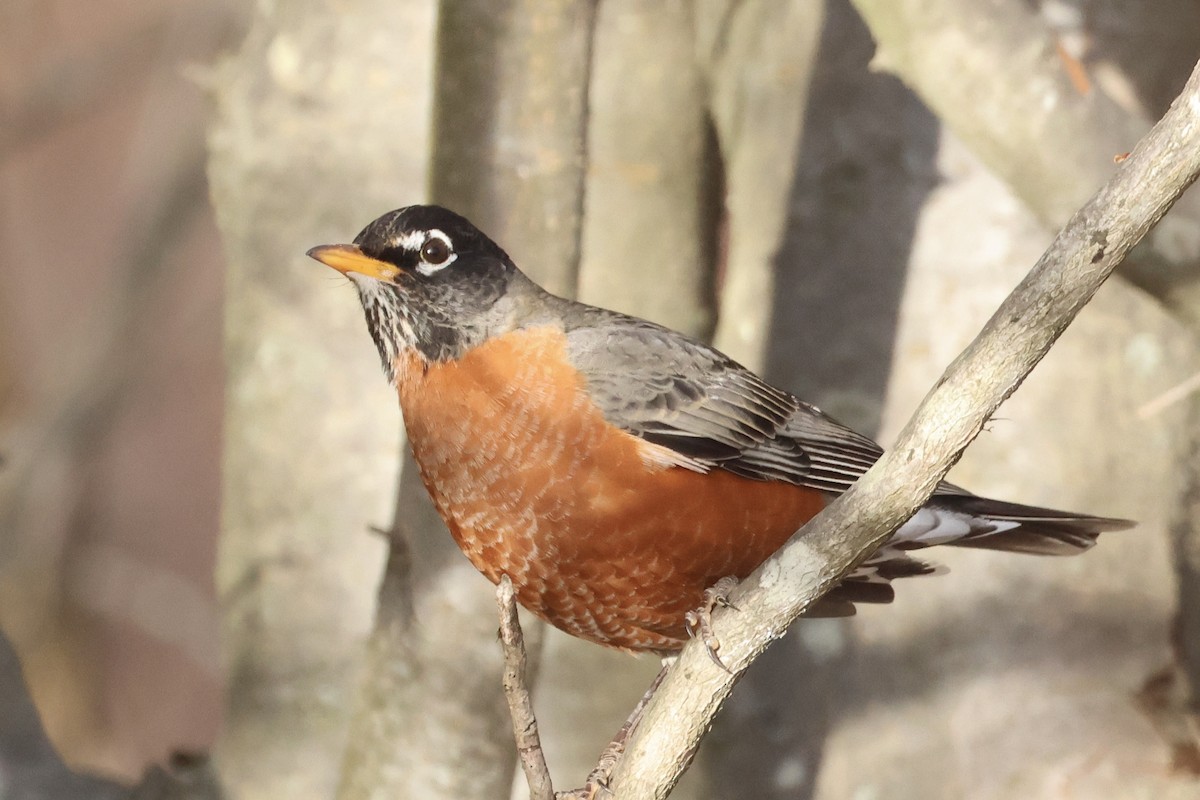 コマツグミ - ML647852199