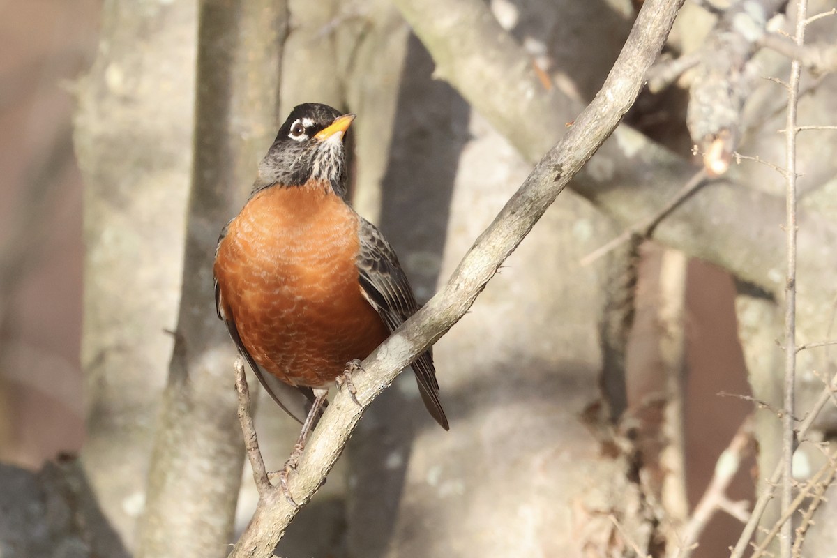 コマツグミ - ML647852200