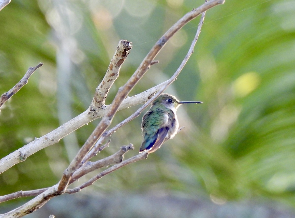 Рубиновогорлый колибри - ML647852209