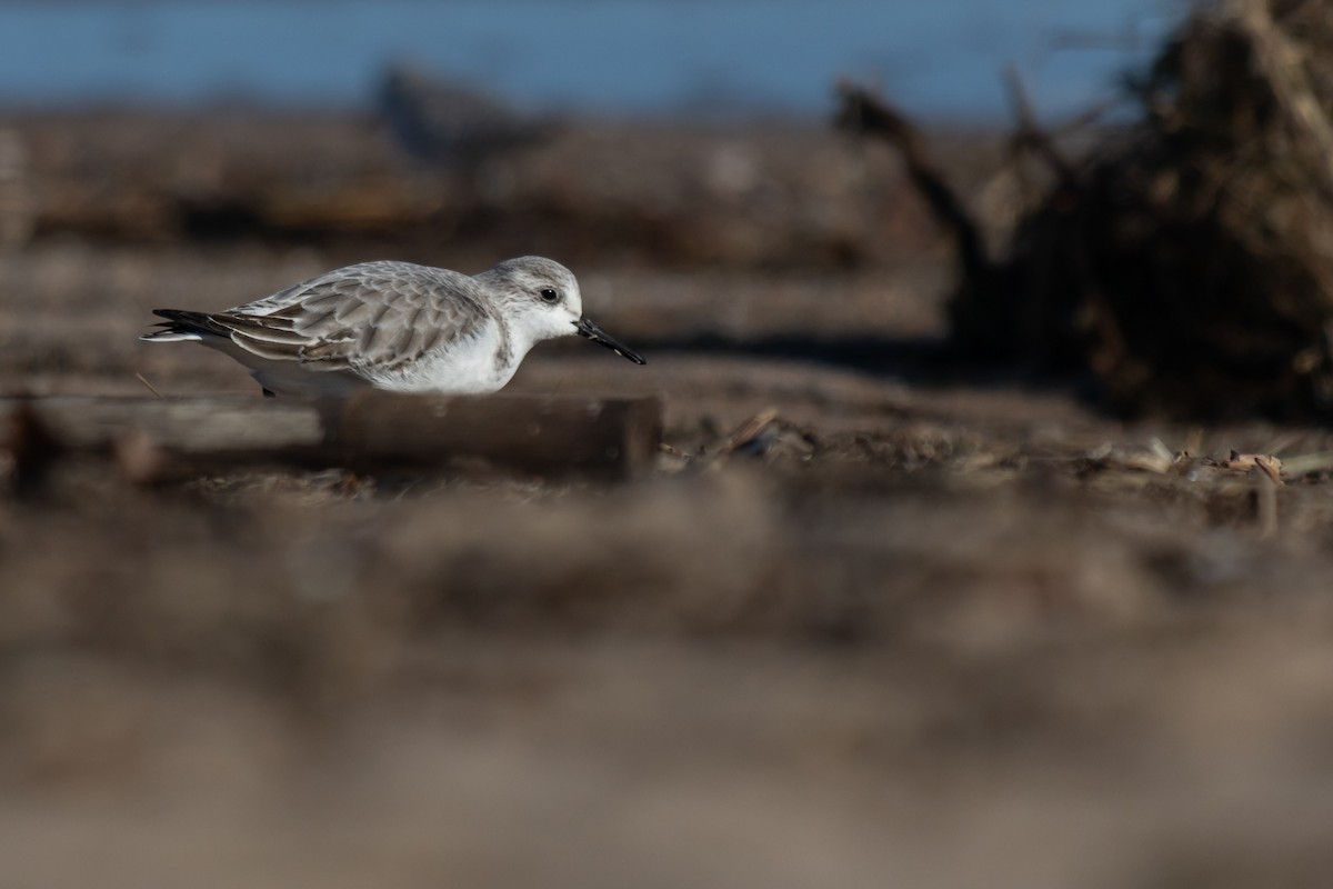 Sanderling - ML647852295