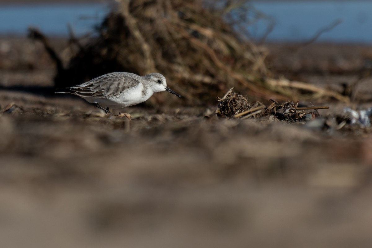 Sanderling - ML647852296
