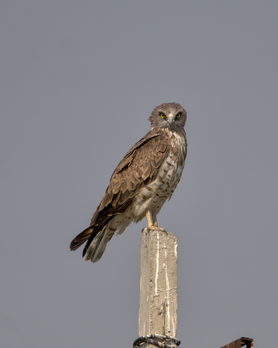 orlík krátkoprstý - ML647852329