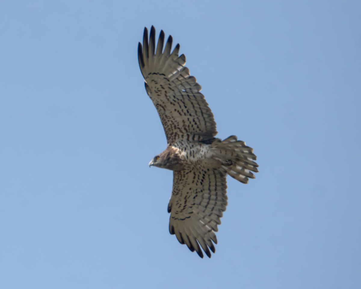 orlík krátkoprstý - ML647852332