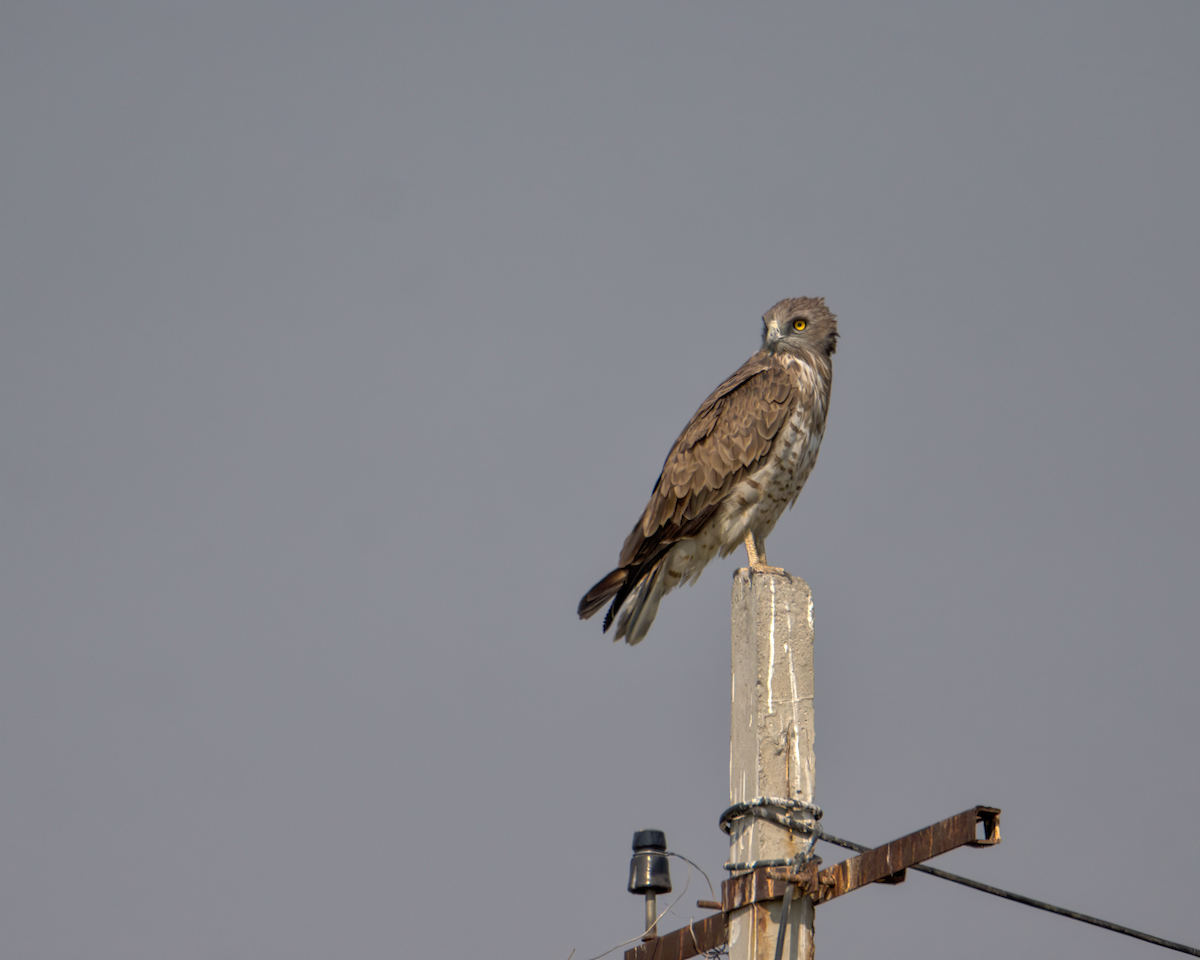 orlík krátkoprstý - ML647852334