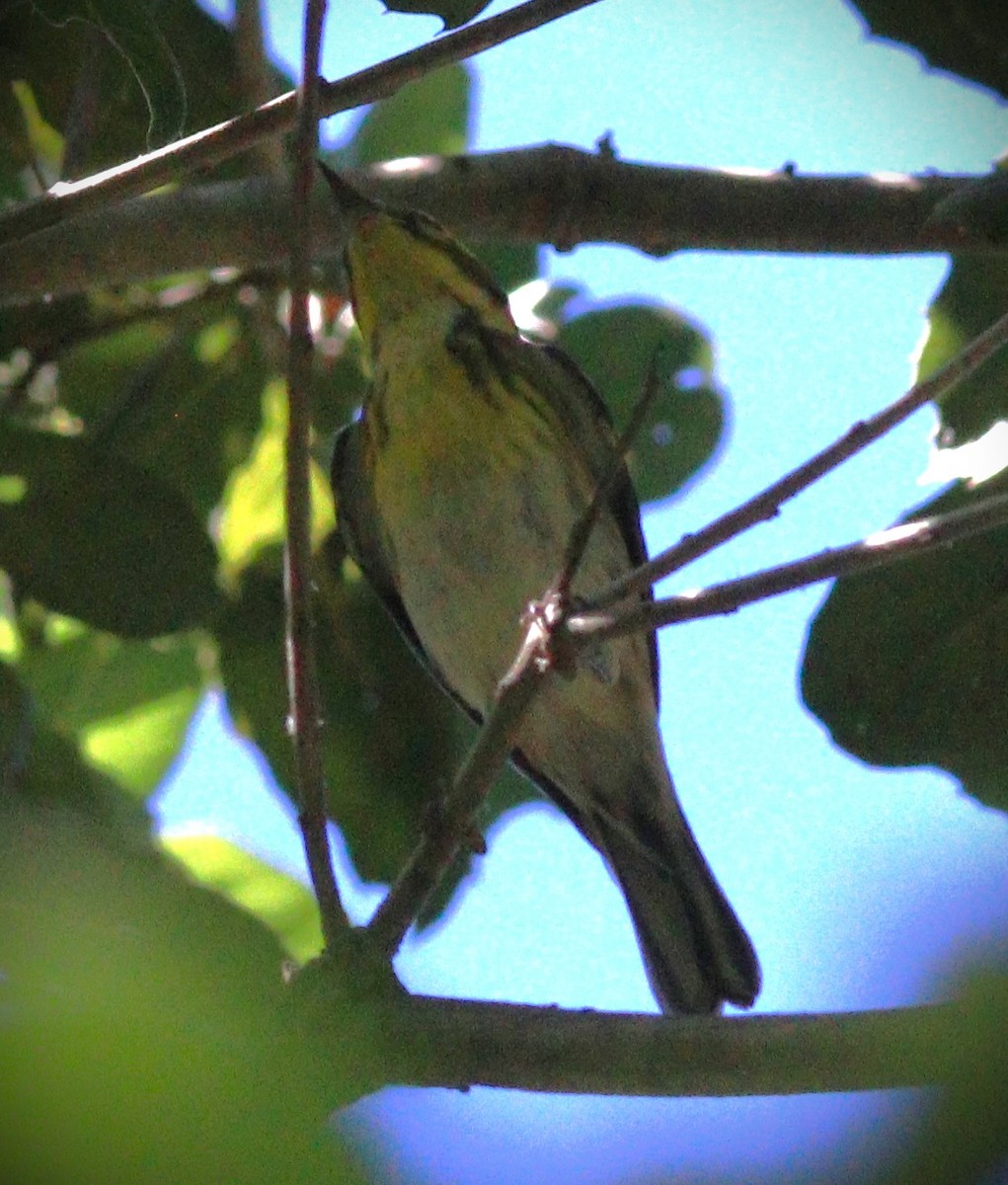 Townsend's Warbler - ML647852349
