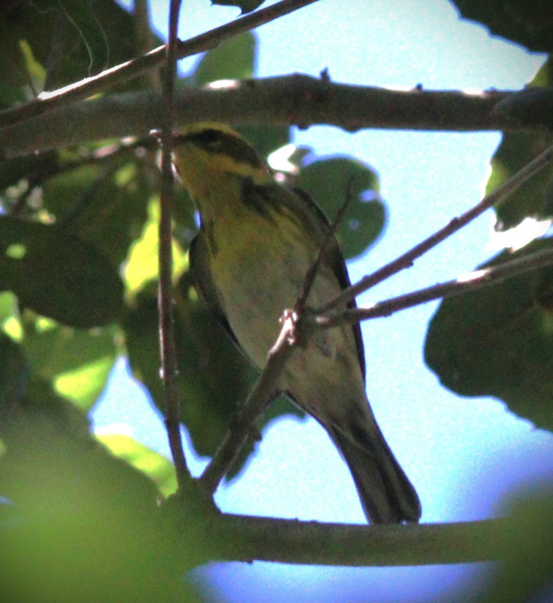 Townsend's Warbler - ML647852359