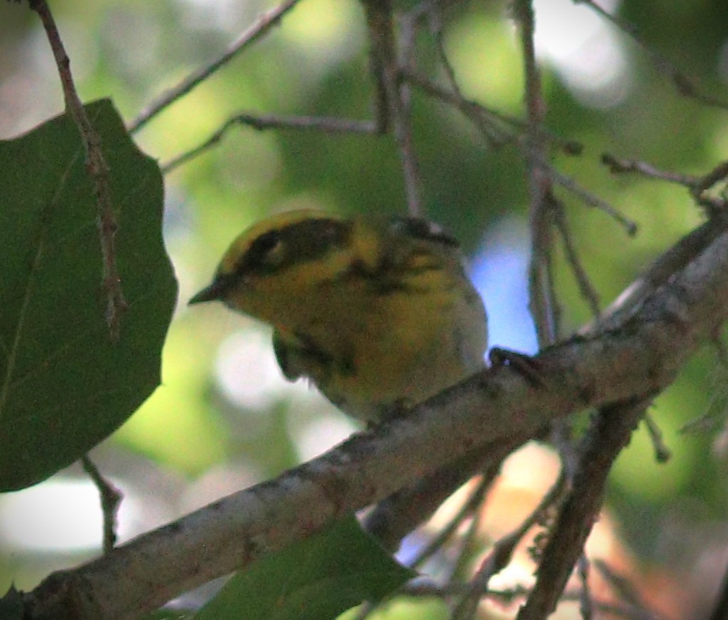 Townsend's Warbler - ML647852363