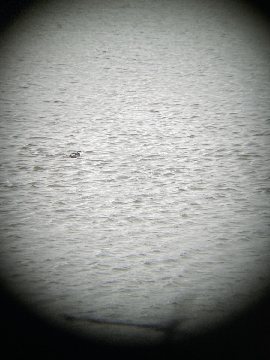 Zampullín Cuellirrojo - ML647852367