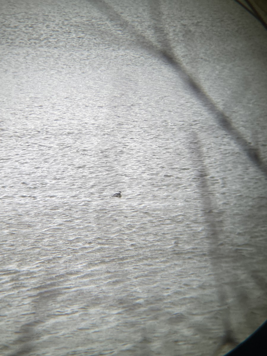 Zampullín Cuellirrojo - ML647852368