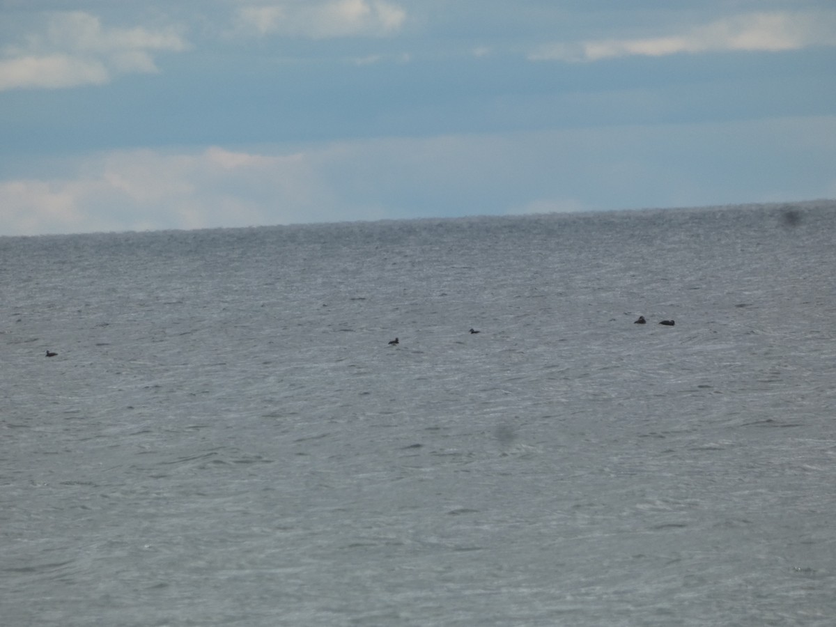 Американская синьга - ML647852384