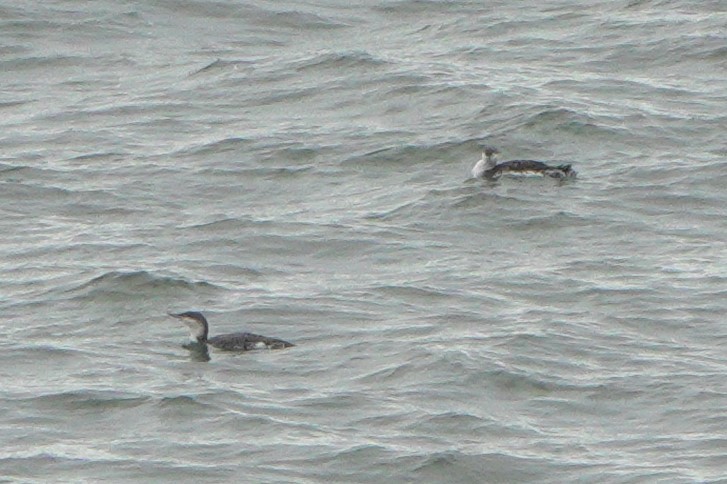 צוללן אדום-גרון - ML647852402