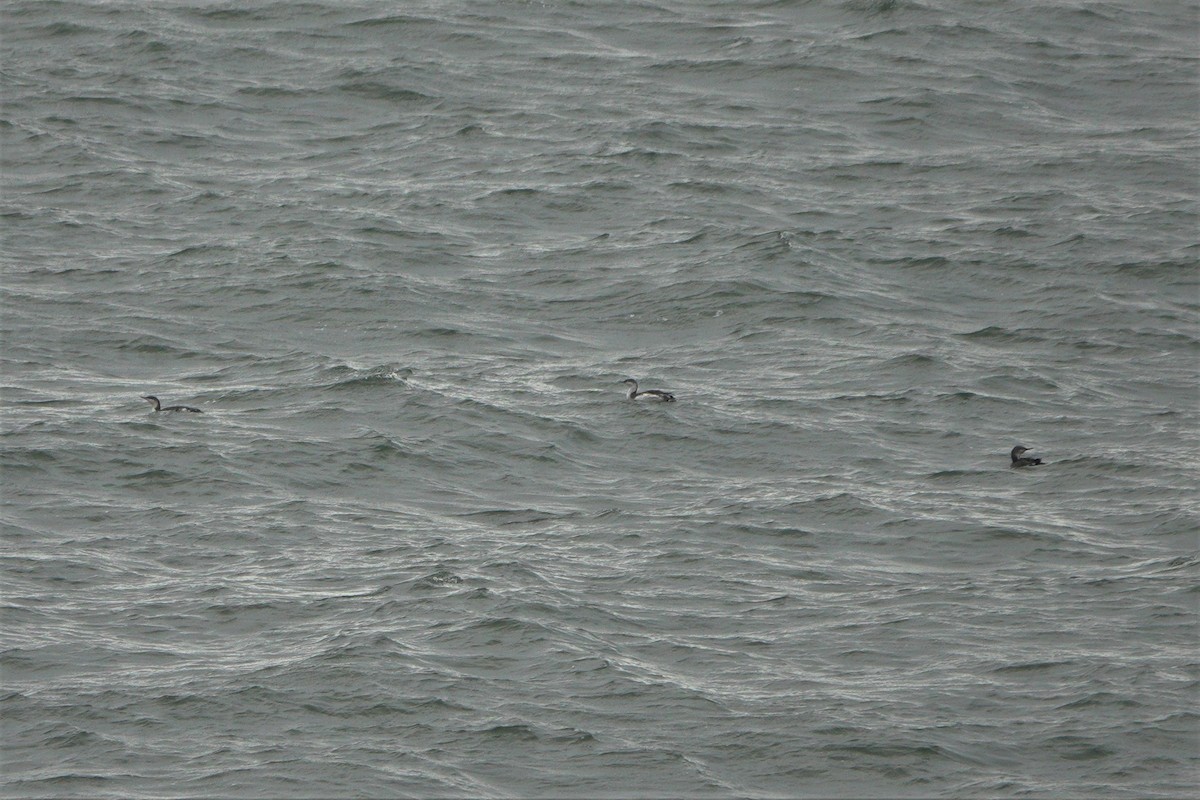 צוללן אדום-גרון - ML647852403