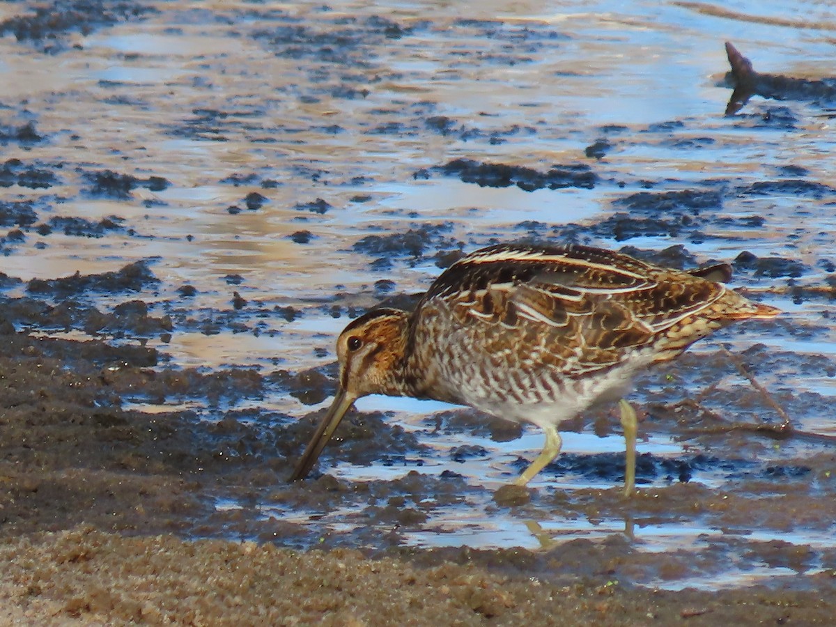 Wilson's Snipe - ML647852524
