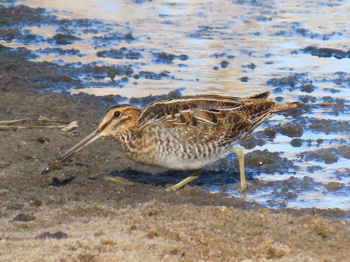 Wilson's Snipe - ML647852536