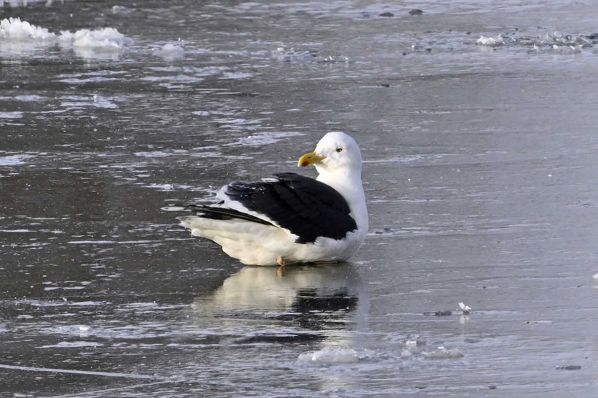 Морская чайка - ML647852552