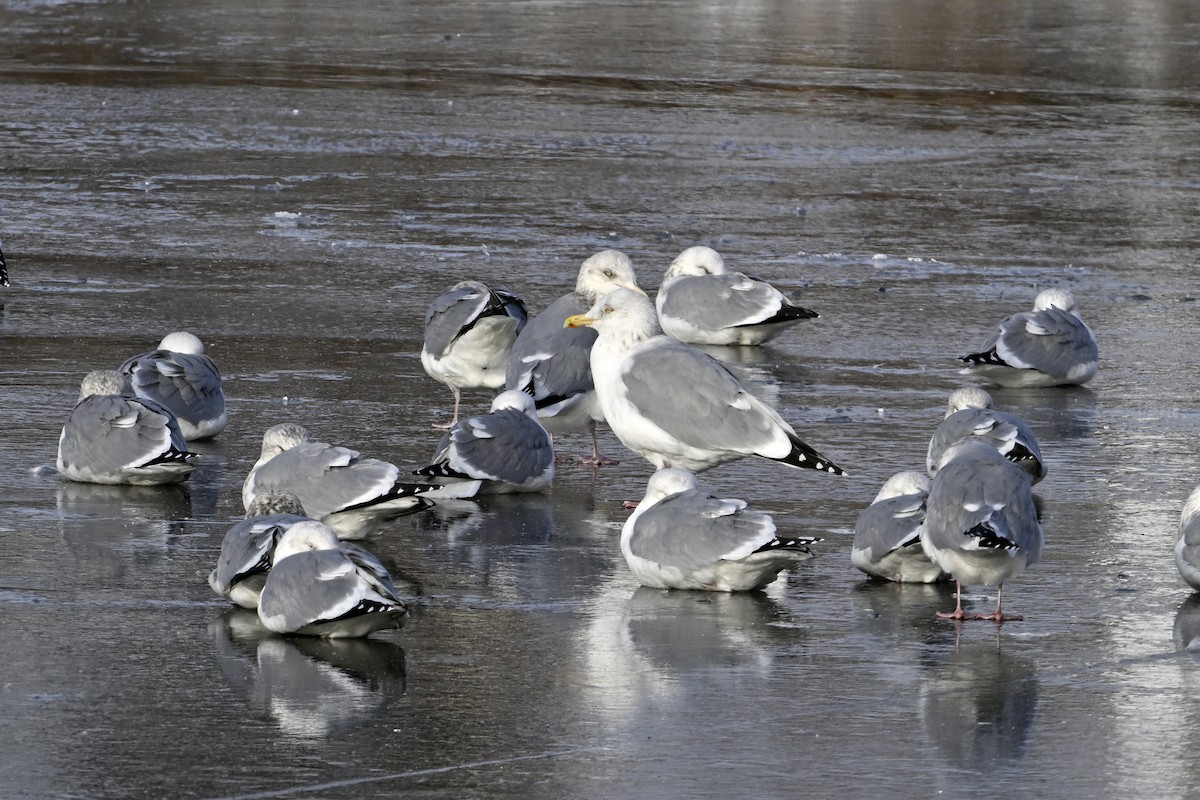 Американская чайка - ML647852576