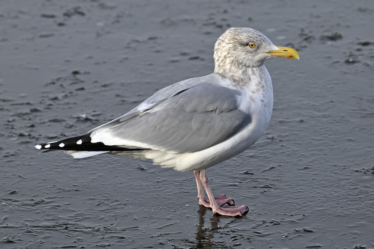 Американская чайка - ML647852588