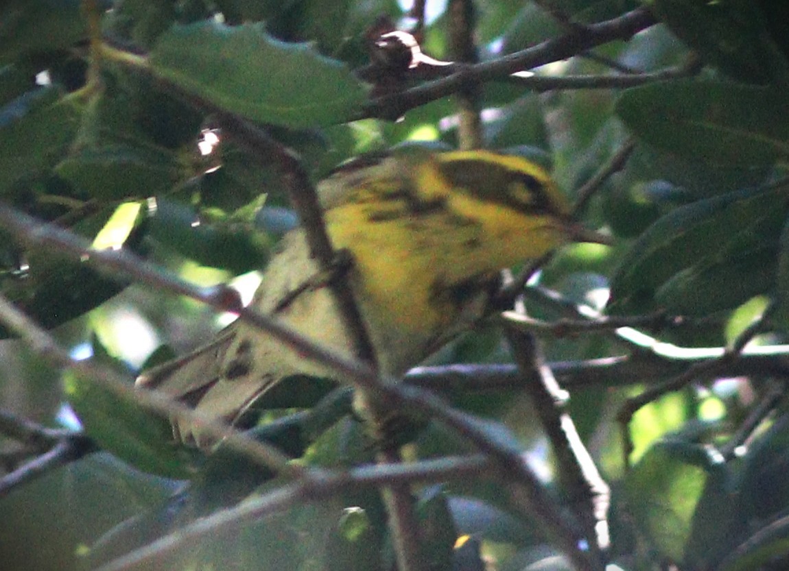 Townsend's Warbler - ML647852602