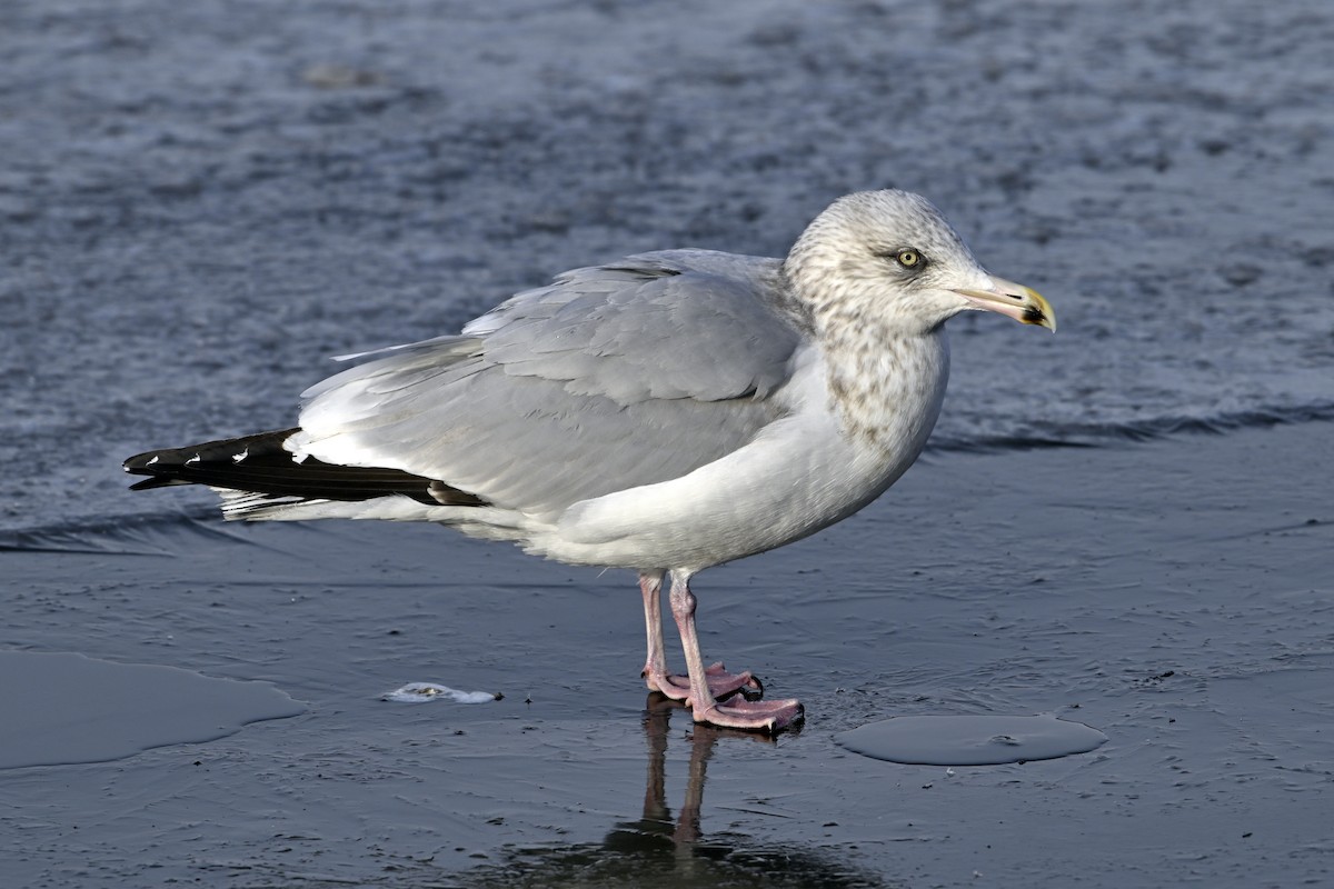 Американская чайка - ML647852603