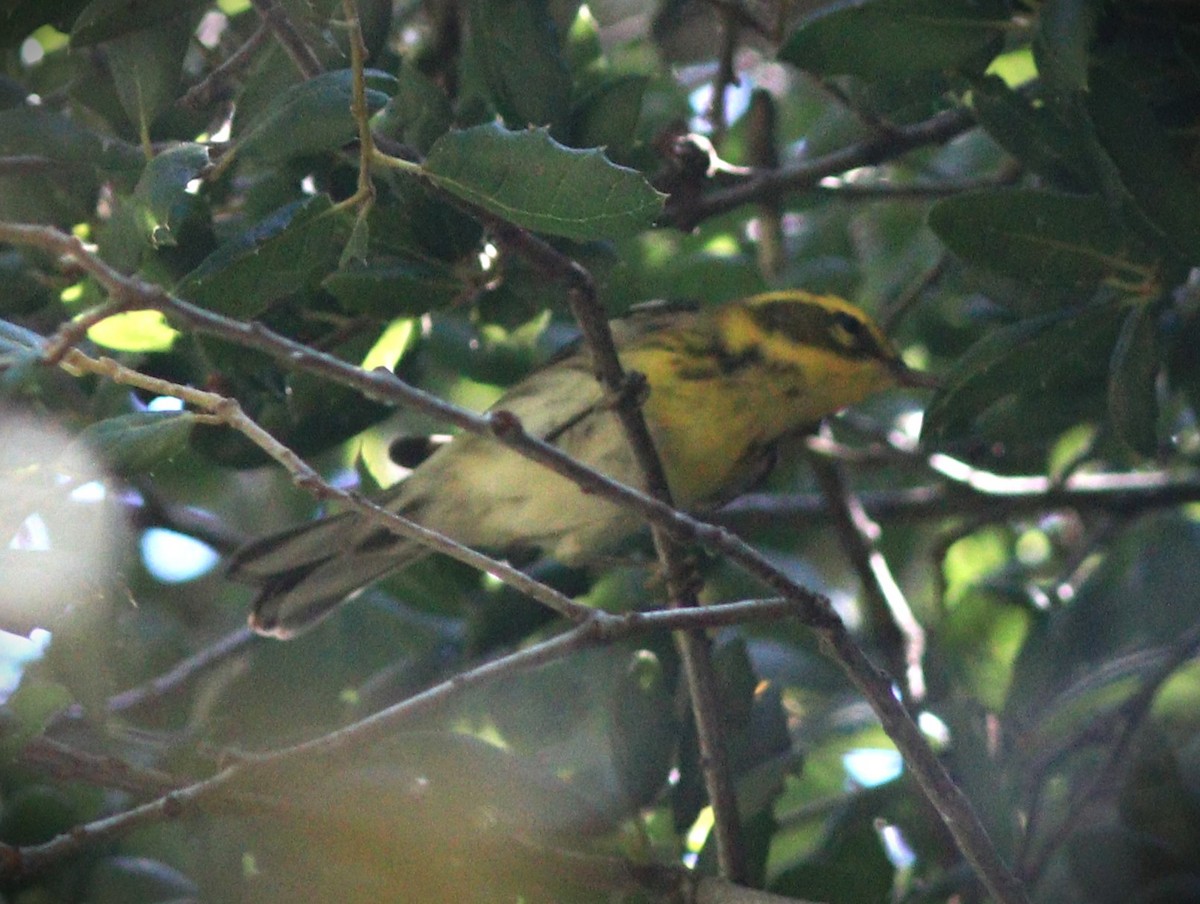 Townsend's Warbler - ML647852614