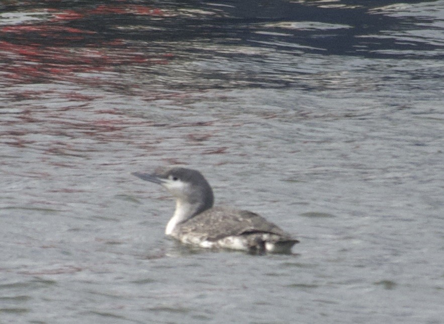 צוללן אדום-גרון - ML647852625