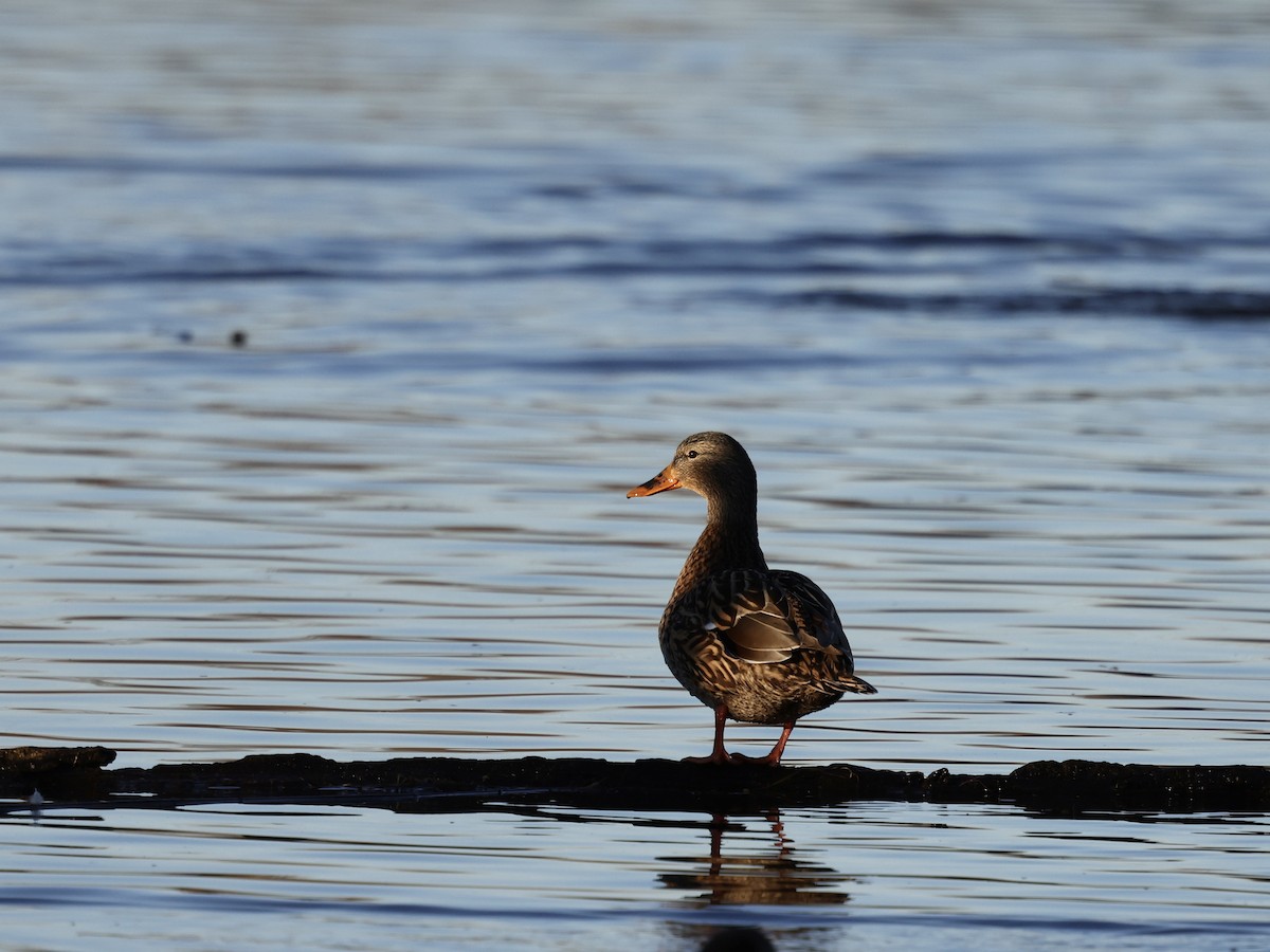 Yeşilbaş - ML647852635