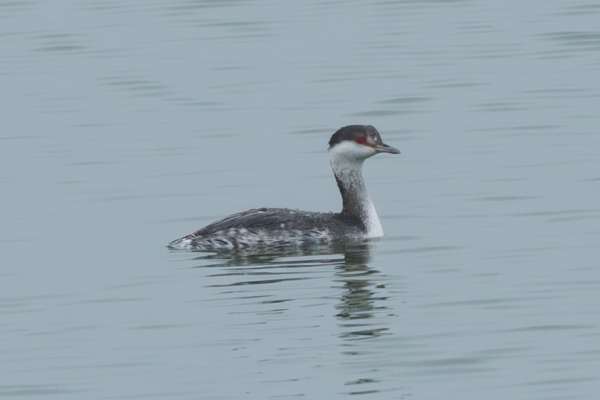 Zampullín Cuellirrojo - ML647852644