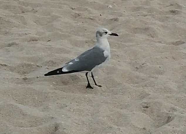 שחף צוחק - ML647852645