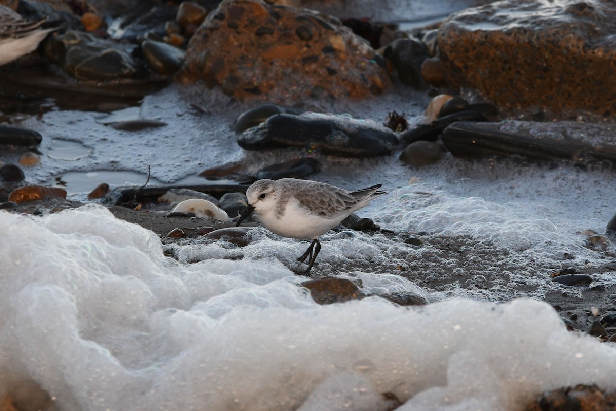 Sanderling - ML647852697