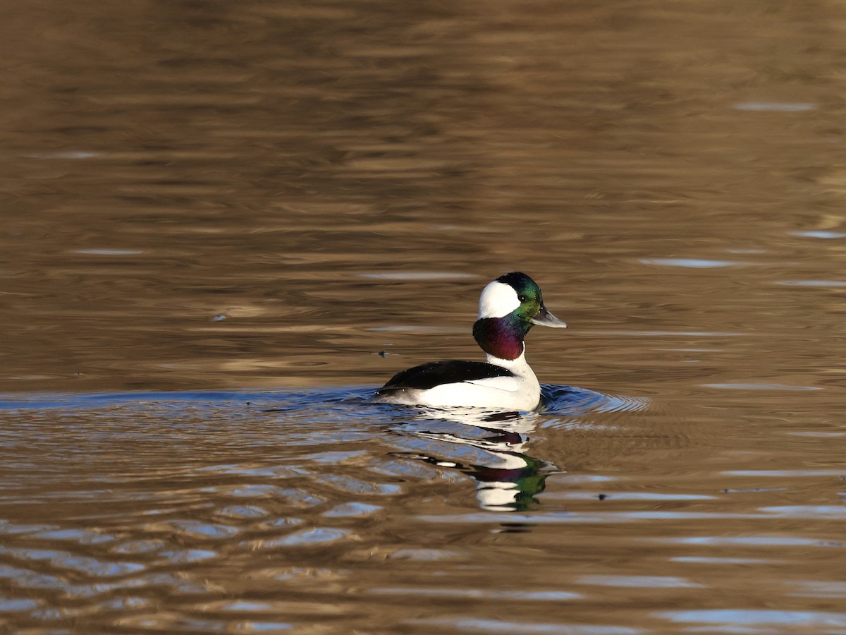 Bufflehead - ML647852709