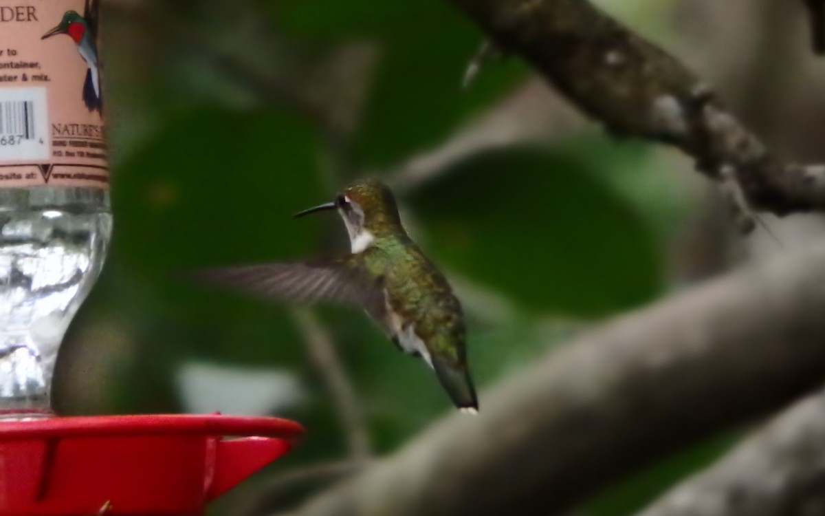 Рубиновогорлый колибри - ML647852719