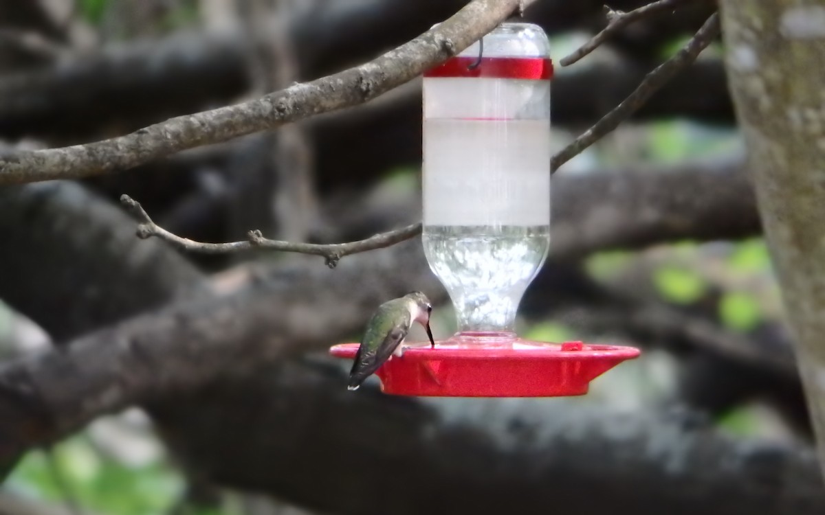 Рубиновогорлый колибри - ML647852724