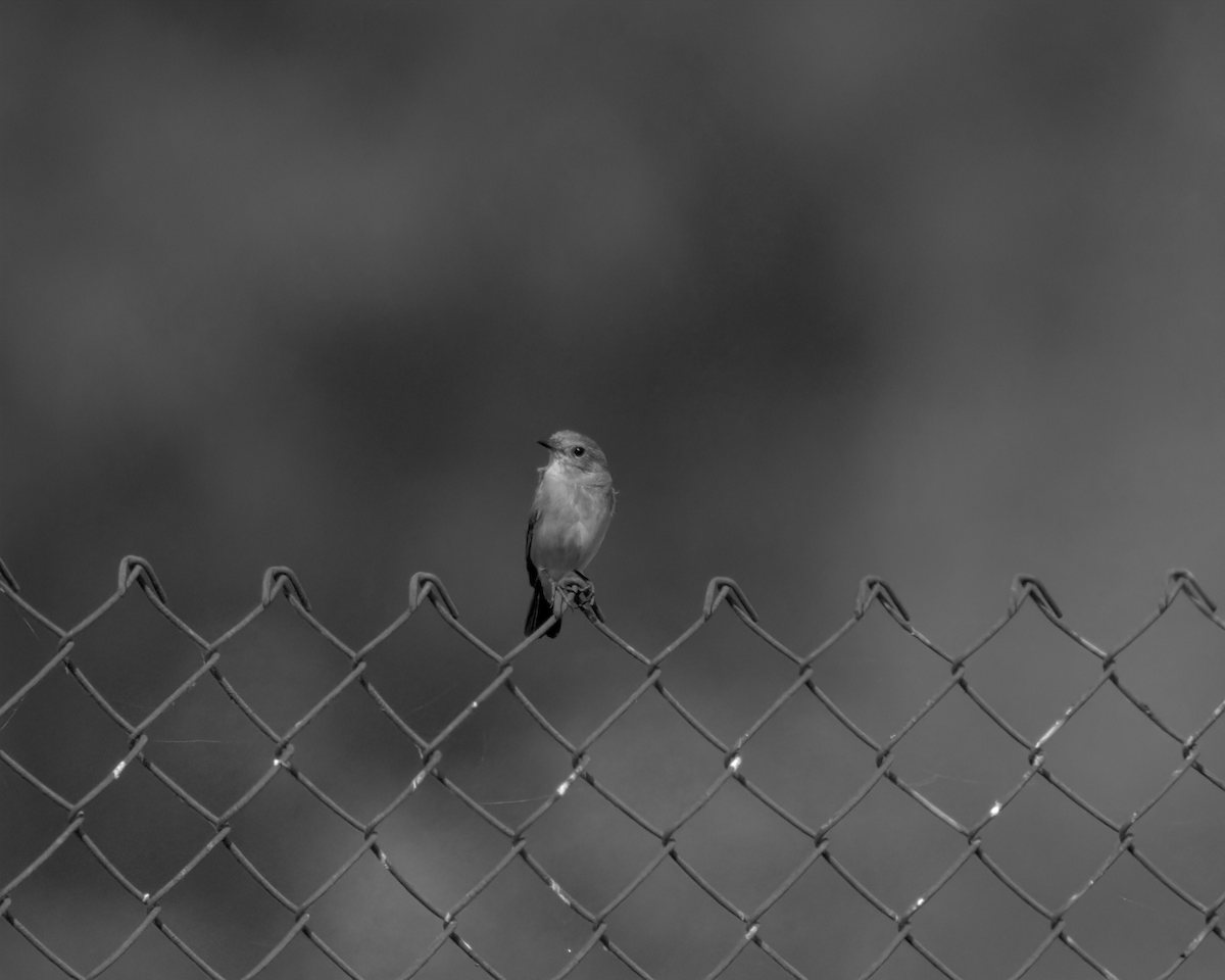 Siberian Stonechat - ML647852729