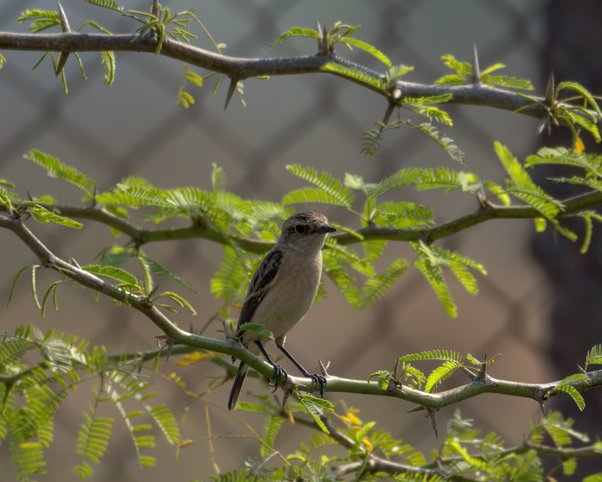 Siberian Stonechat - ML647852730