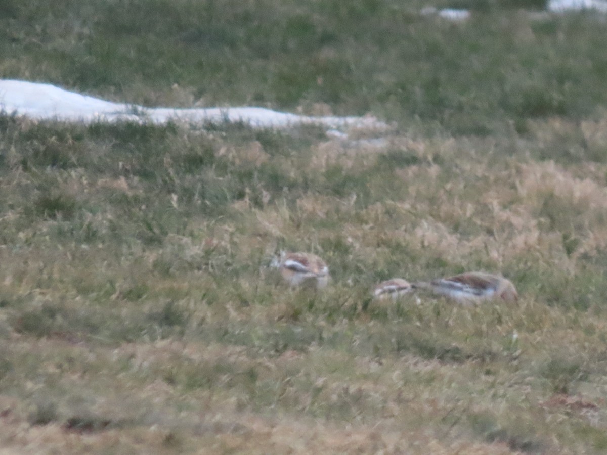 Alaca Çinte - ML647852741