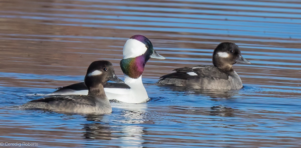 Bufflehead - ML647852753