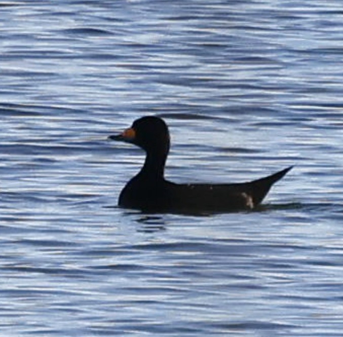 Американская синьга - ML647852756