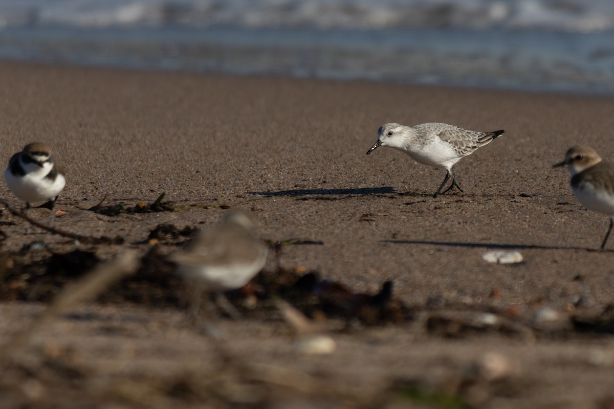 Sanderling - ML647852776
