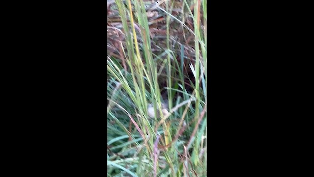 Sedge Wren - ML647852786