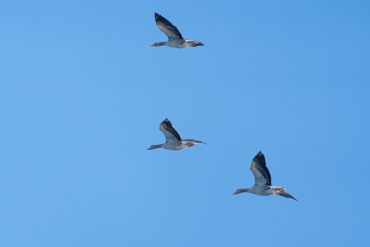 Graylag Goose - ML647852790