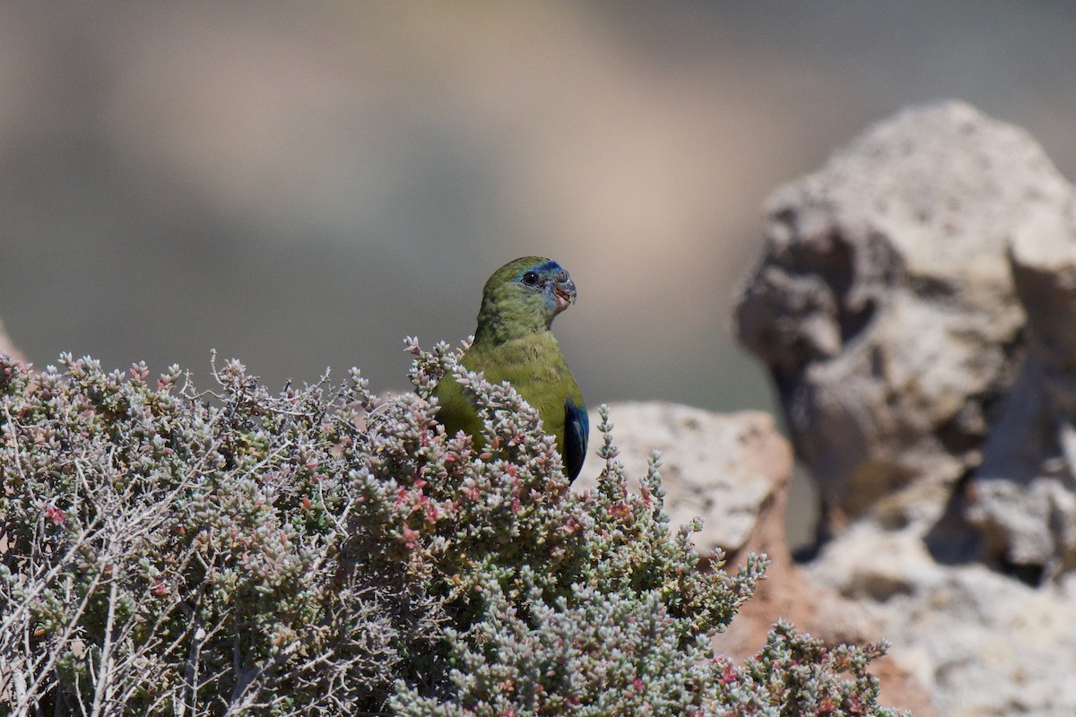 Kaya Papağanı - ML647852821