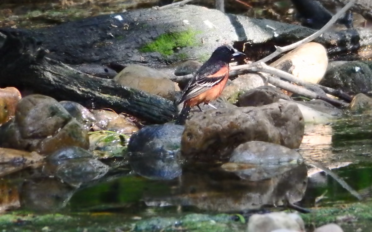 Bahçe Turpiyalı - ML647852835