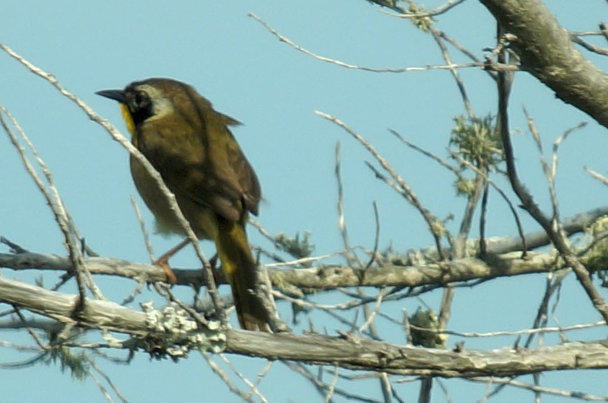 Sarıgerdan - ML647852836