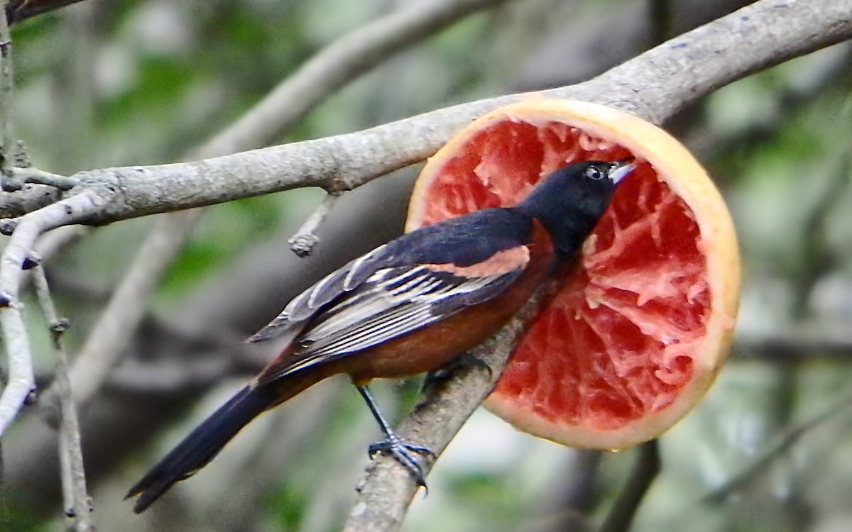 Bahçe Turpiyalı - ML647852837