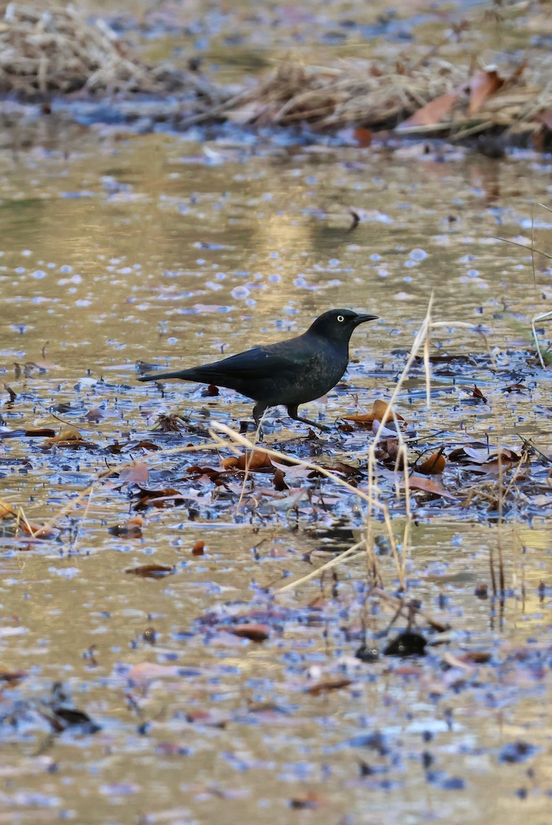 Pas Rengi Karatavuk - ML647852839