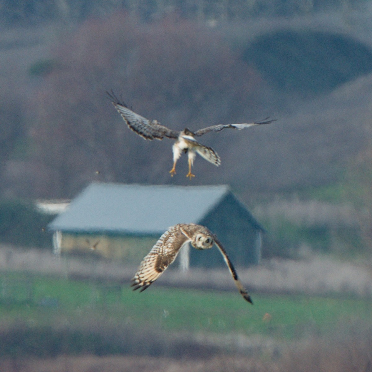 Kır Baykuşu - ML647852840