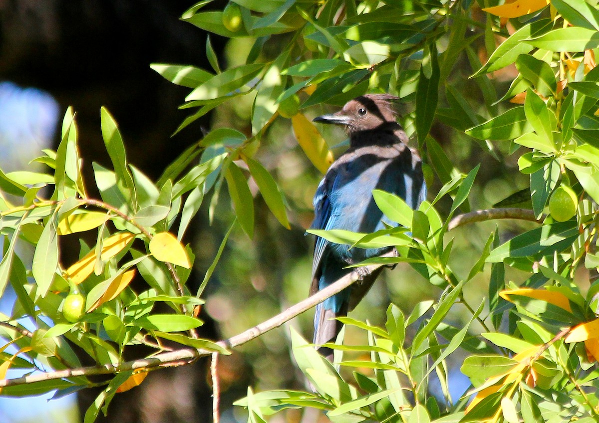 Steller Kargası - ML647852842