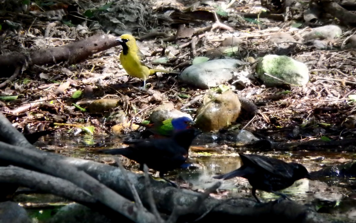 Bahçe Turpiyalı - ML647852843